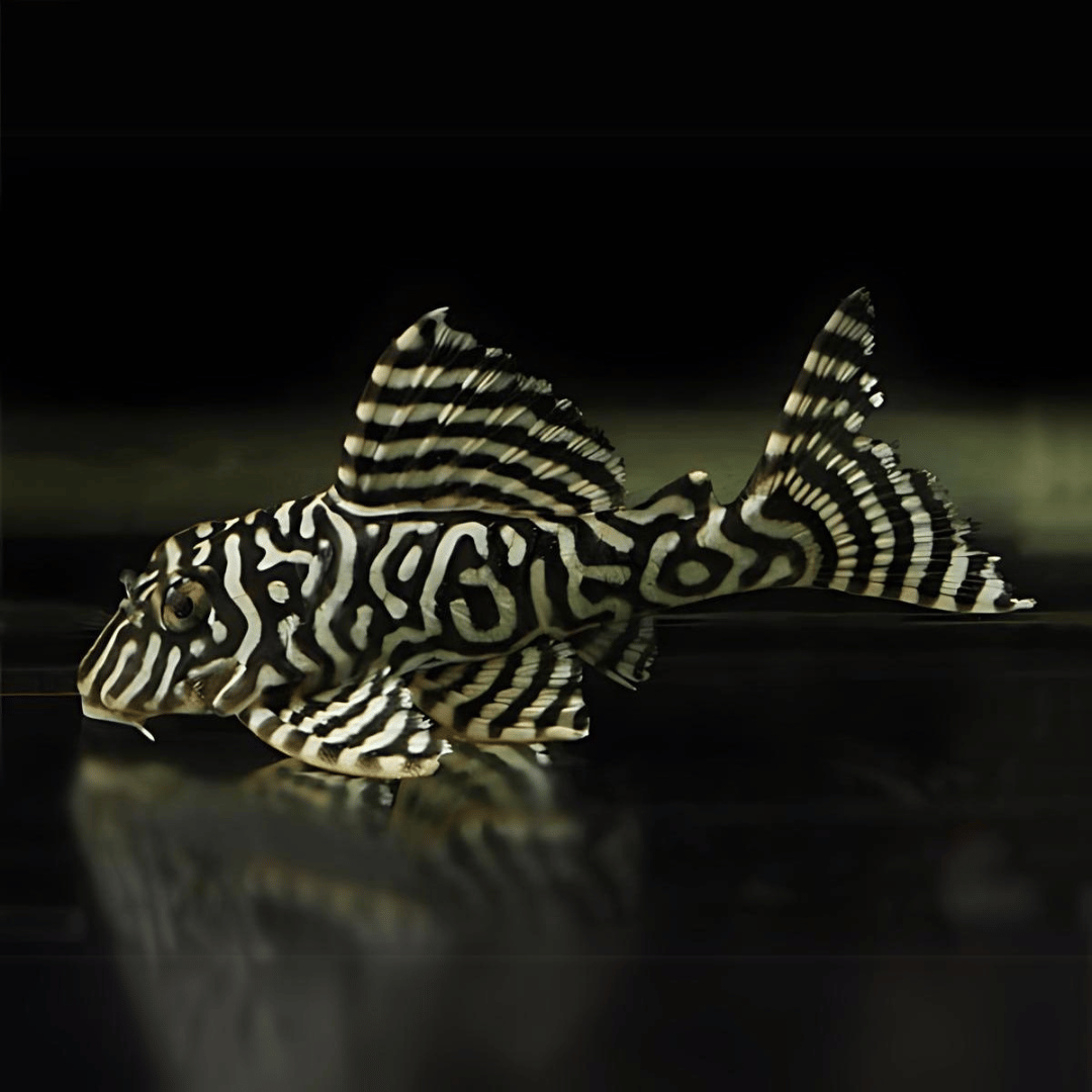 ಅಕ್ವೇರಿಯಂ ಲೈವ್ ಮೀನು | L333 Pleco | 4-5 CMS |