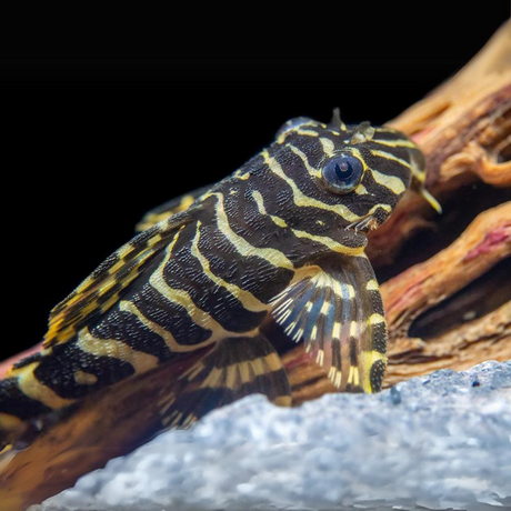 Algae Eater L134 Leopard Frog Pleco (5-6 Cms) | Single