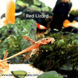 Algae Eater Red Lizard Whiptail Catfish (Adult) | Single