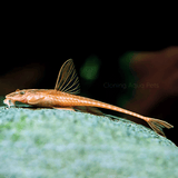 Algae Eater Red Lizard Whiptail Catfish (Adult) | Single