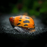 Algae Eater Spotted Tiger Nerite Snail