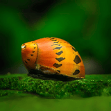 Algae Eater Spotted Tiger Nerite Snail