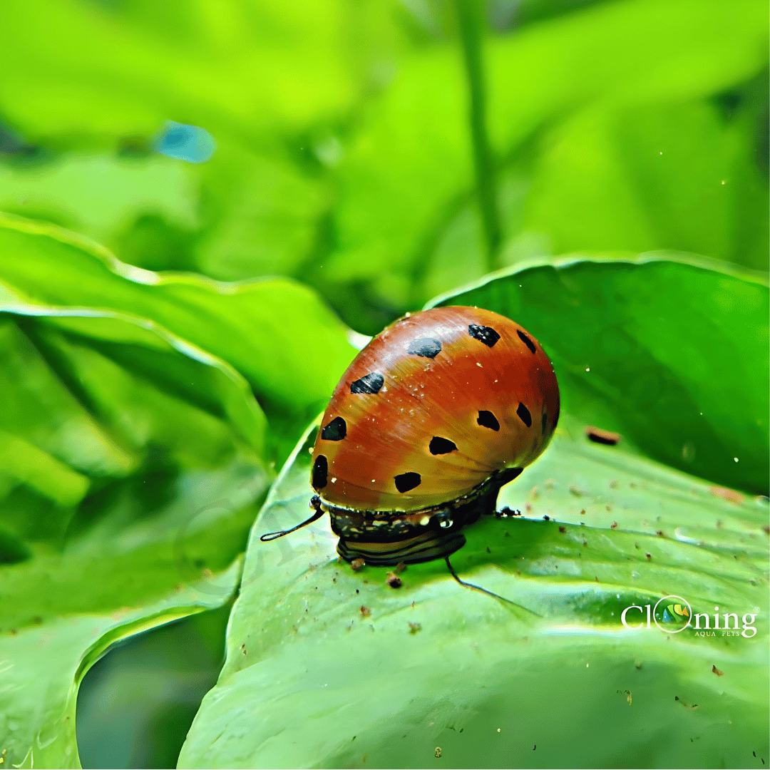 Algae Eater Spotted Tiger Nerite Snail