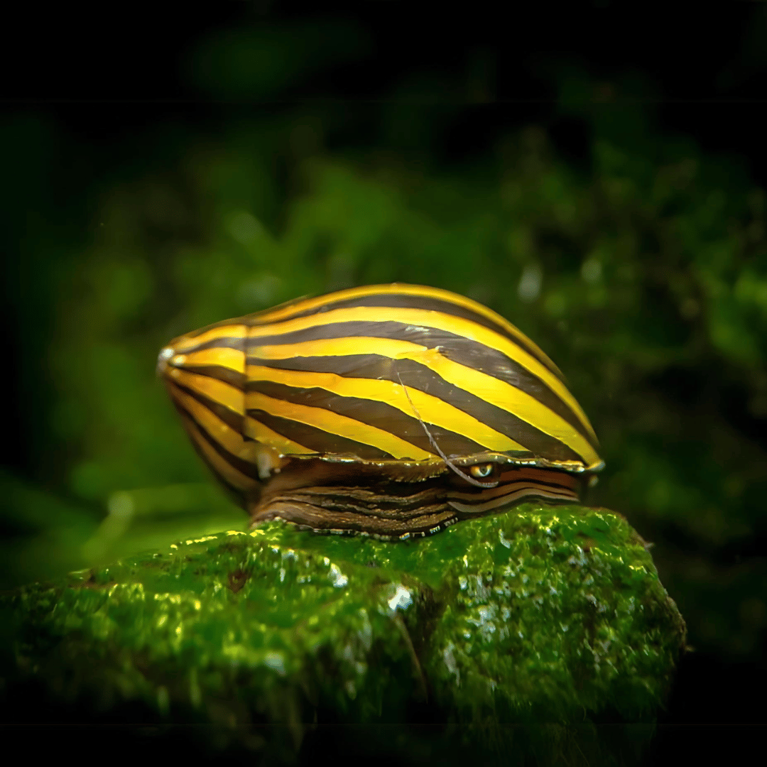 Algae Eater Zebra Nerite Snail