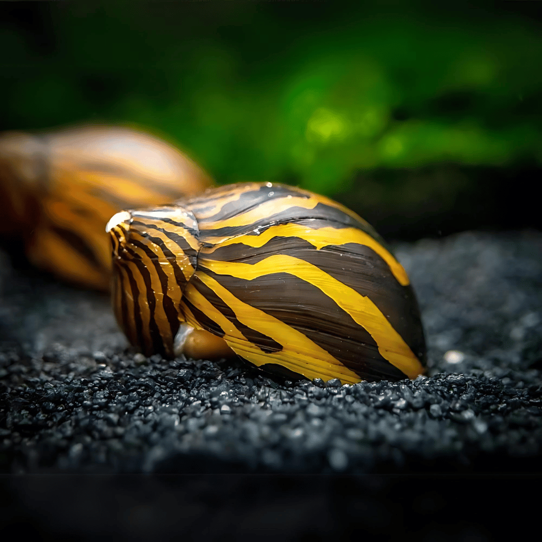 Algae Eater Zebra Nerite Snail