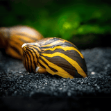 Algae Eater Zebra Nerite Snail