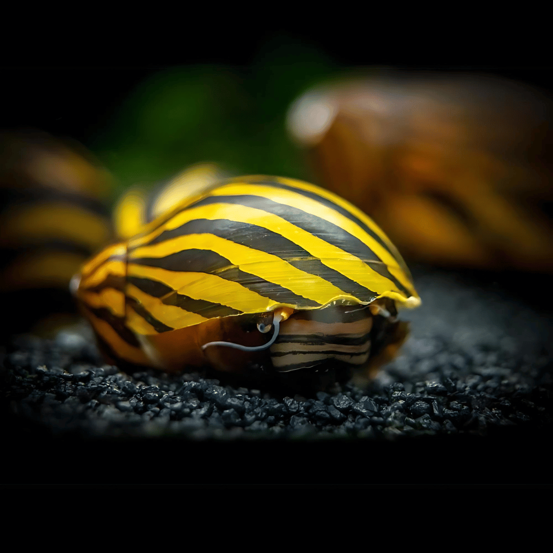 Algae Eater Zebra Nerite Snail