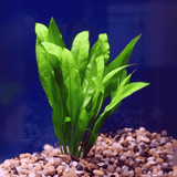 Amazon Sword | Pot Live Plant (Offer)