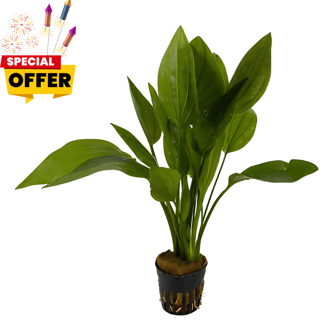 Amazon Sword | Pot Live Plant (Offer)