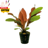 Amazon sword red | Pot Live Plant (Offer)