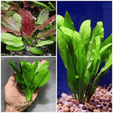 Amazon sword red | Pot Live Plant (Offer)