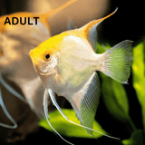 Angel Fish Gold Angel (3-4cms)  | Single