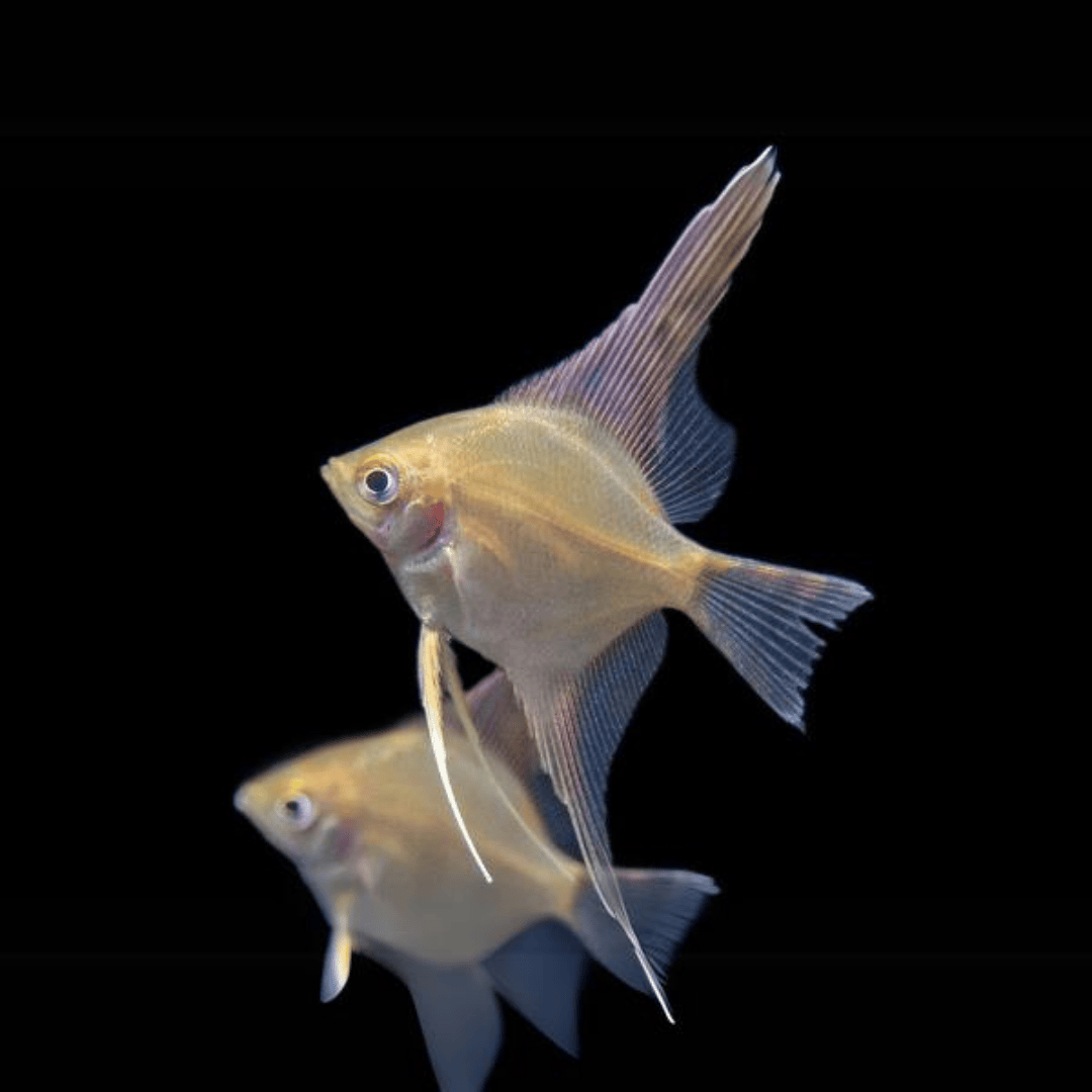 Angel Fish Gold Angel (3-4cms)  | Single