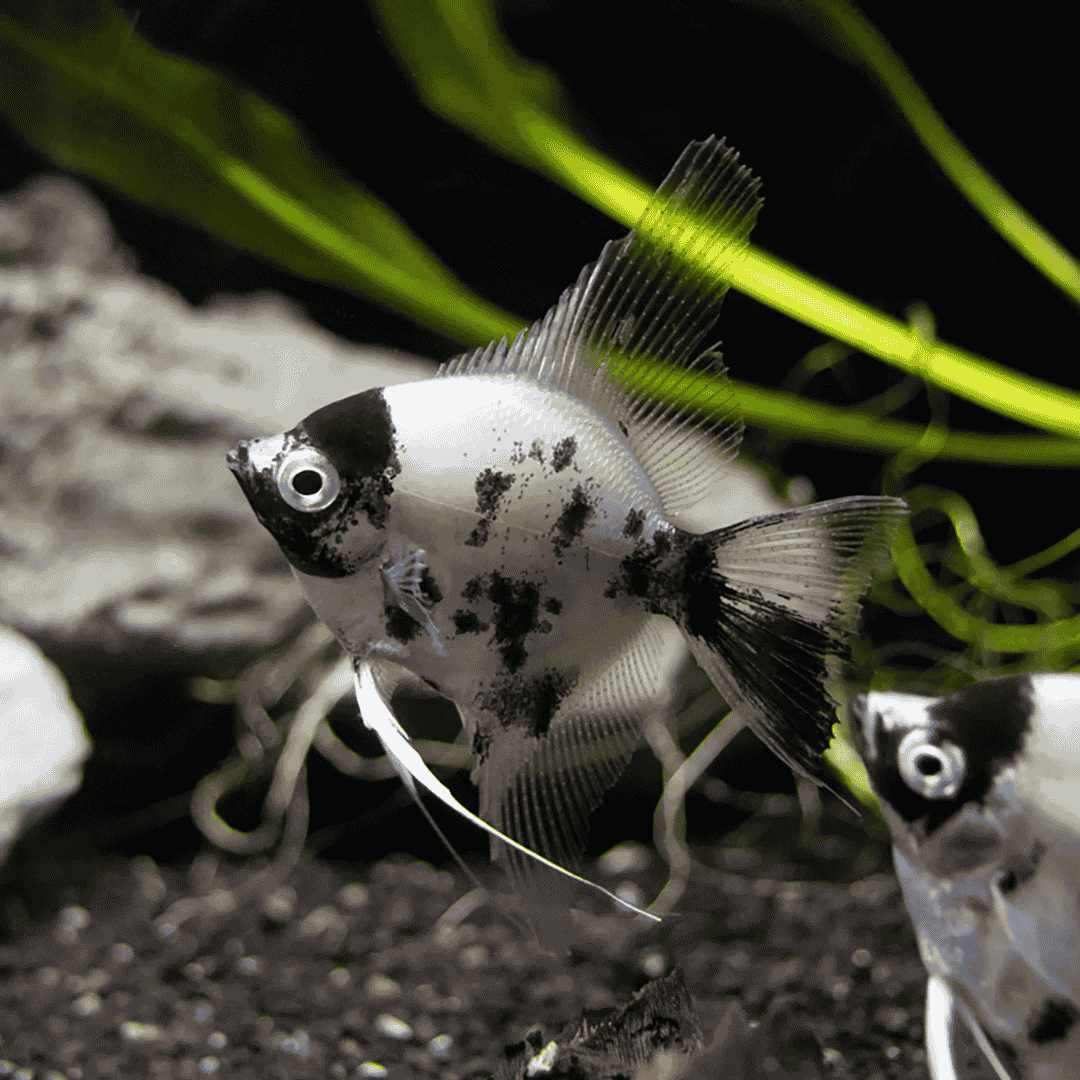 Angel Fish Panda (3-4cms)  | Single