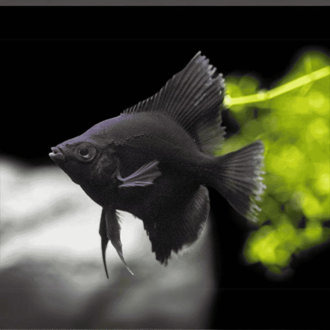 Angel Fish Z Black (4cms)  | Single