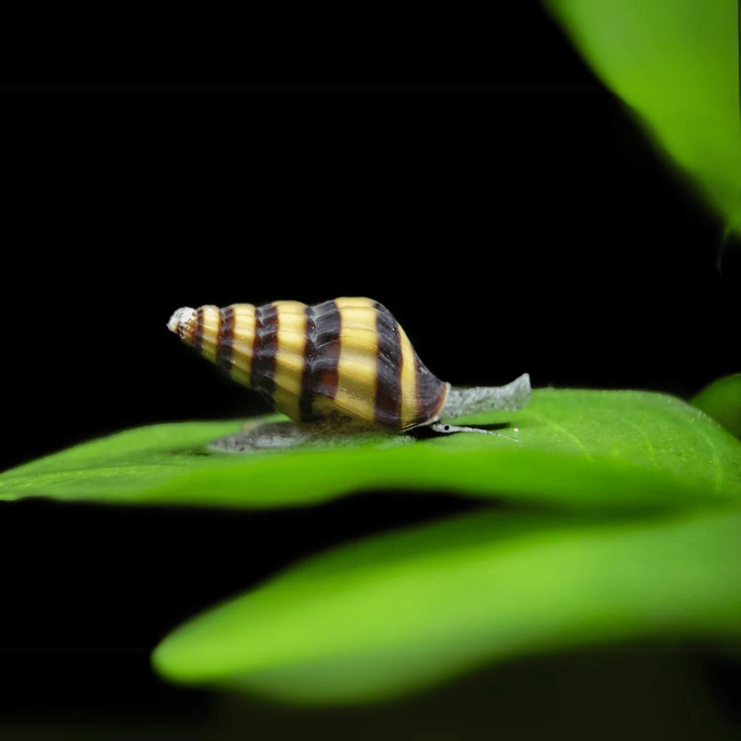 ಅಸಾಸಿನ್ ಜುವೆನೈಲ್ ಬಸವನ