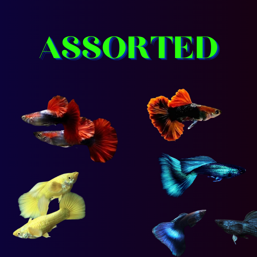 Guppy Assorted (Pair) = HB Red Rose | Blue Green Mosco┃Full Gold