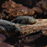 Algae Eater Borneo Sucker Loach | Single