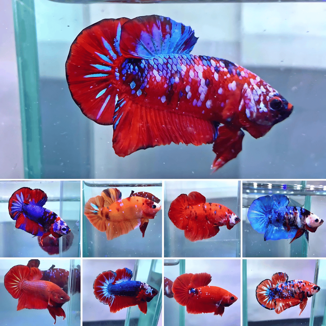 Betta Nemo Candy Plakat 3nos | Random Gender