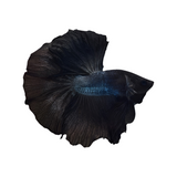 Betta Z Black OHM | Male