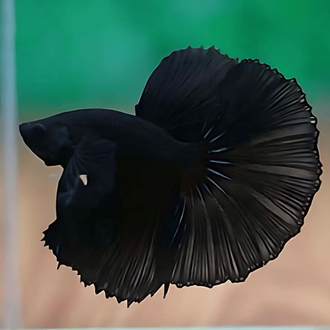 Betta Z Black OHM | Male