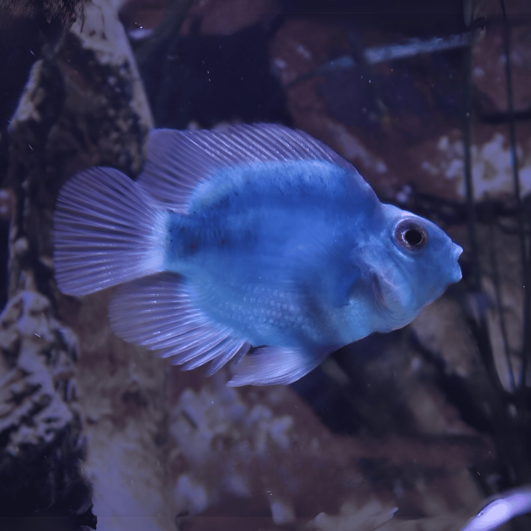 Blue Jellybean Parrot (3 Inches) | Single