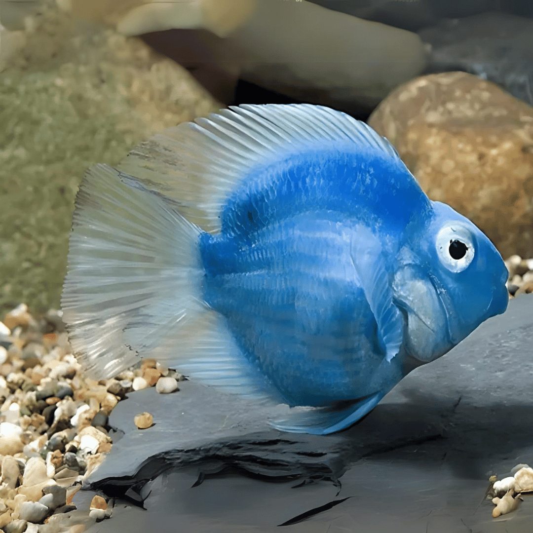 Blue Jellybean Parrot (3 Inches) | Single