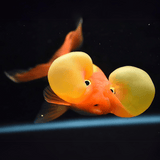 Bubble Eye Gold Fish (2.5-3 Inches) | Single