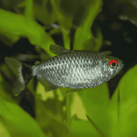 Buenos Red Eye Tetra | Single