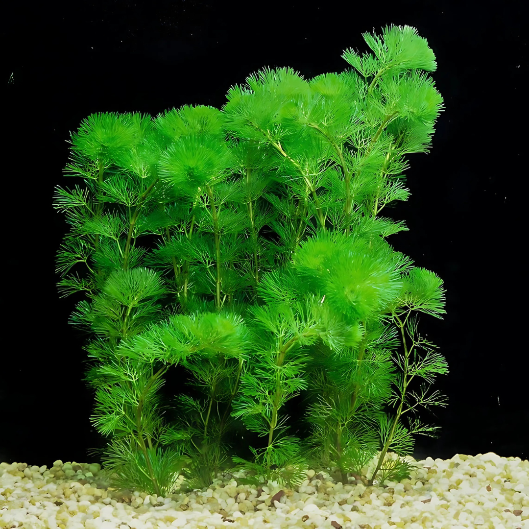 Cabomba | Pot Live Plant (Offer)