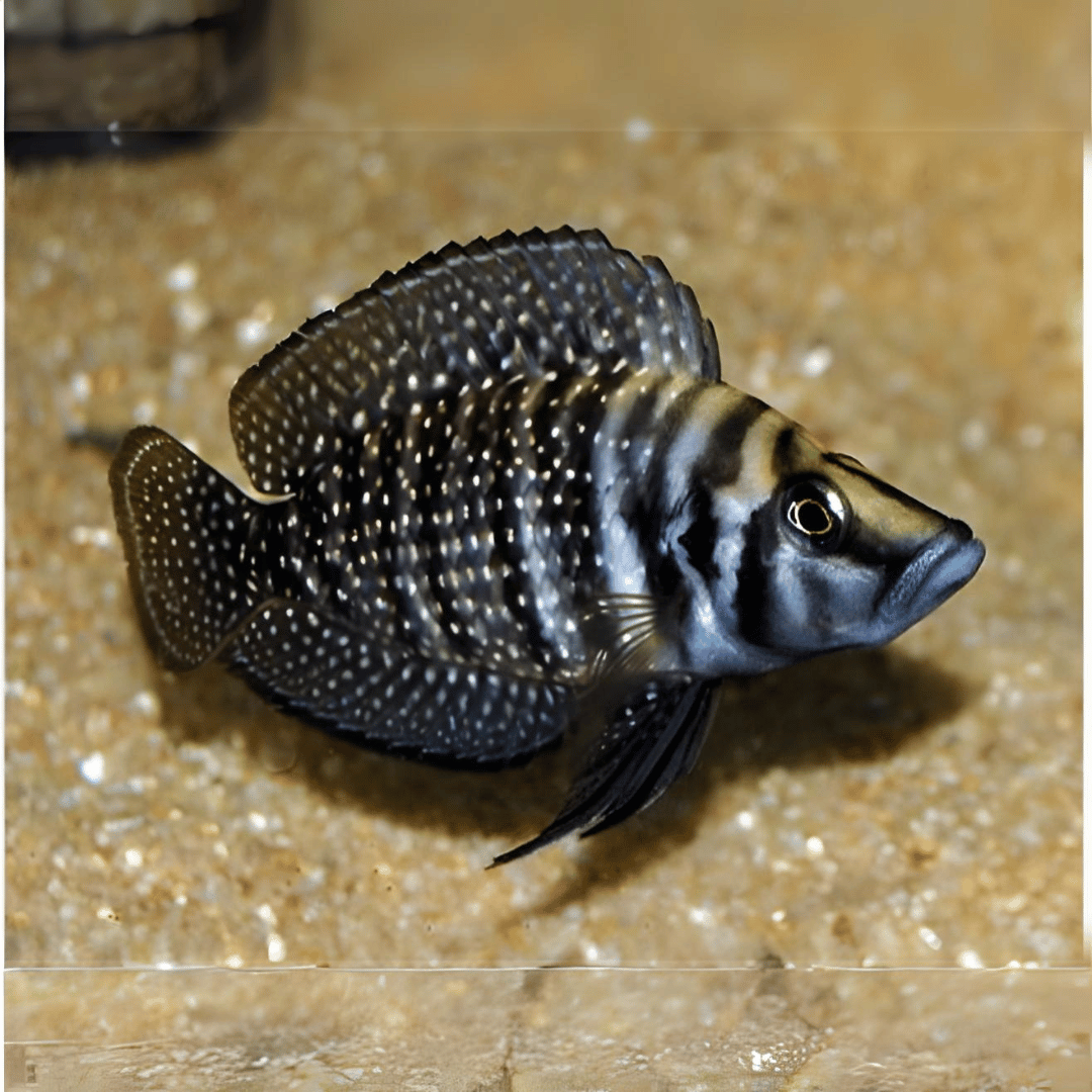 Calvus Cichlid (1.25-1.5 Inches) | Single