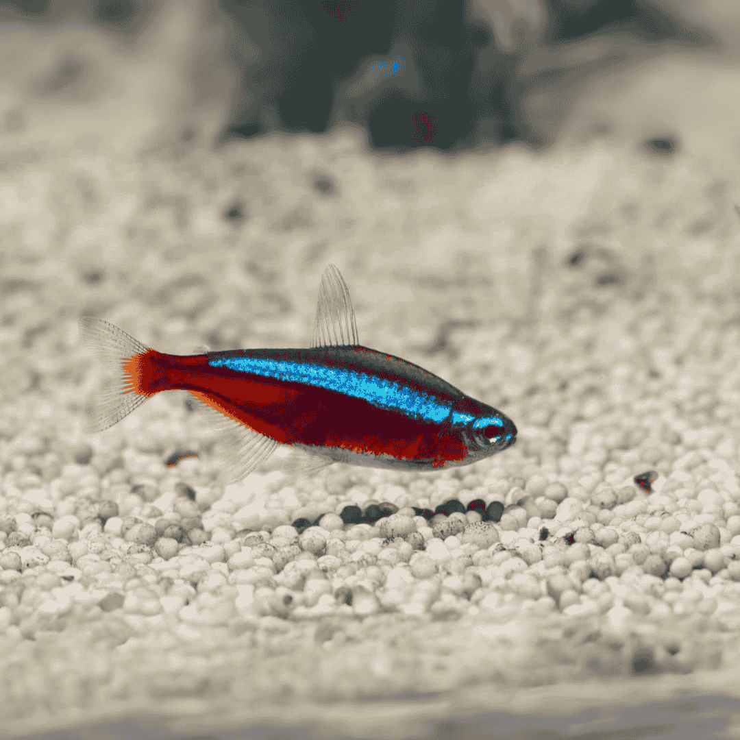 Cardinal Tetra | Planted Tank Fish