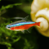 Cardinal Tetra | Planted Tank Fish