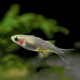 Celebes Rainbow | Planted Tank Fish | Pair (1 Inch)