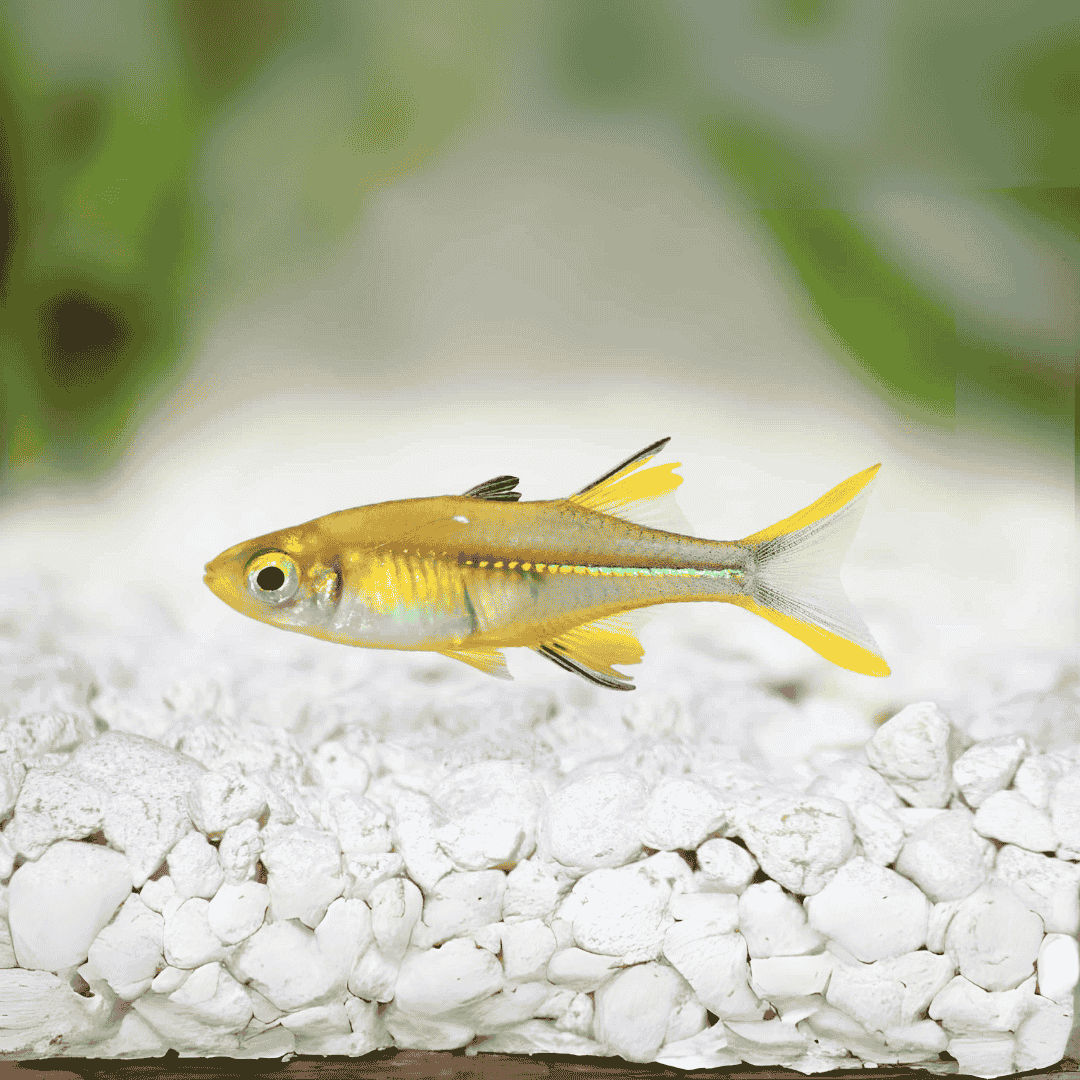 Celebes Rainbow | Planted Tank Fish | Pair (1 Inch)