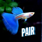 Guppy Albino Blue Topaz | Male & Female