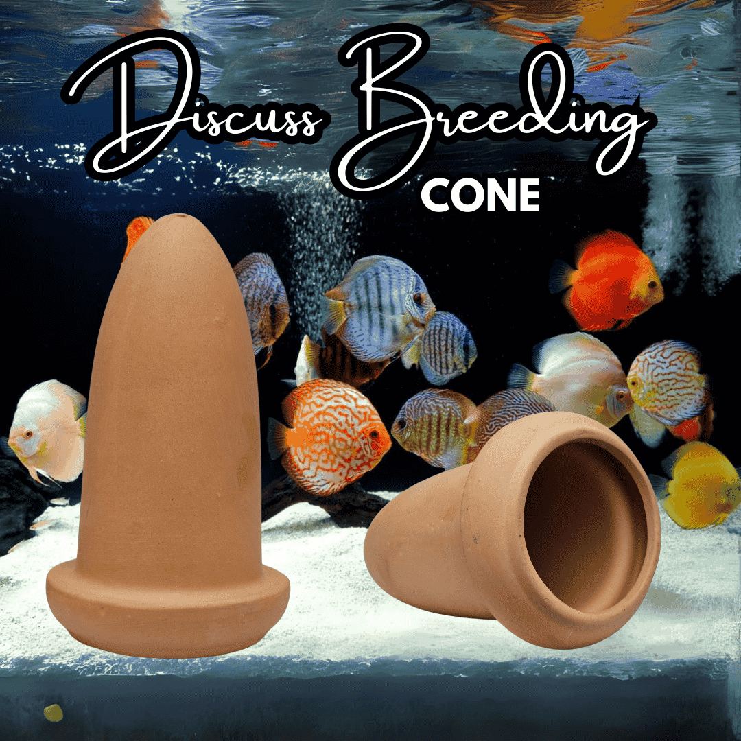 Japanese Clay | Discus Breeding Cone Clay  | Single