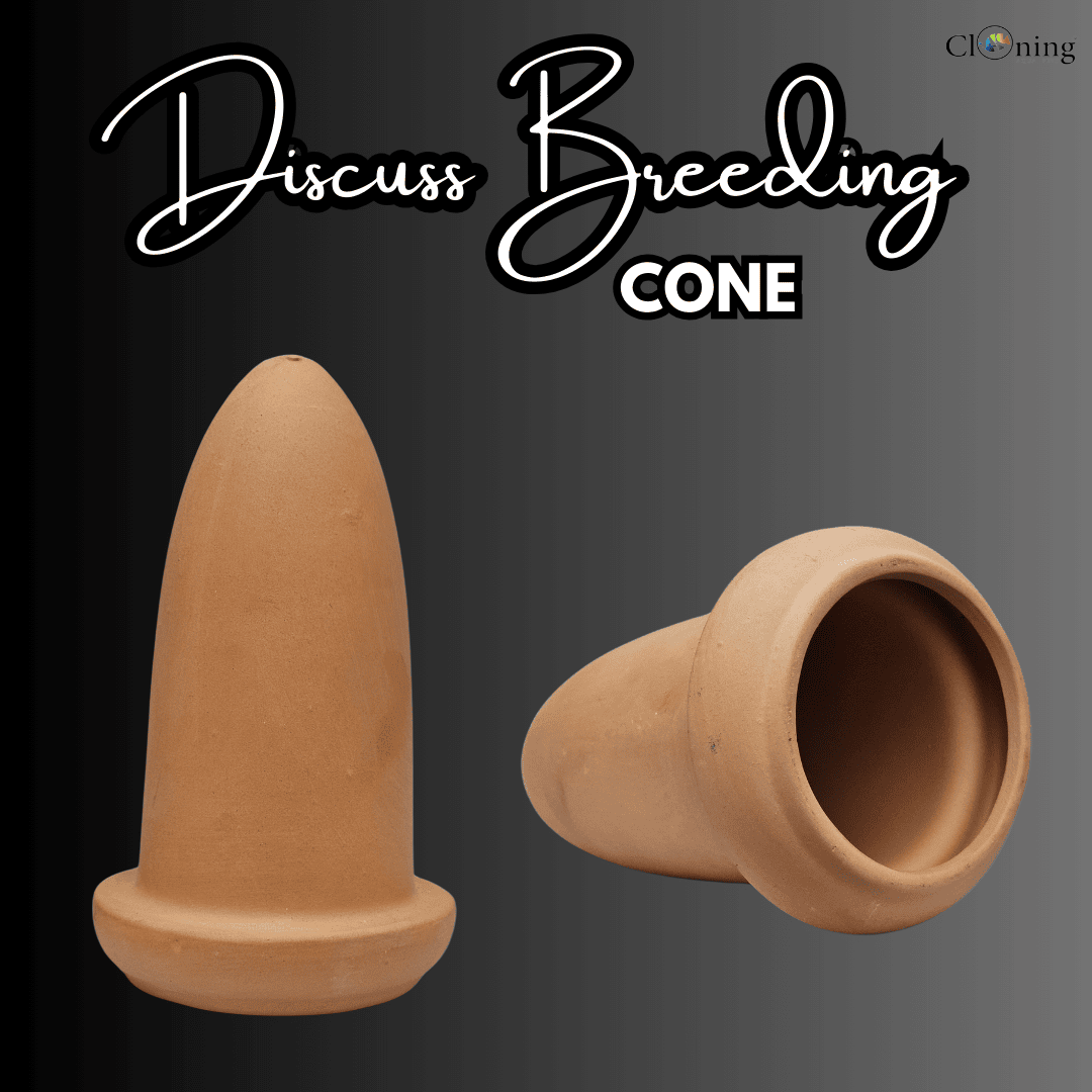 Japanese Clay | Discus Breeding Cone Clay  | Single