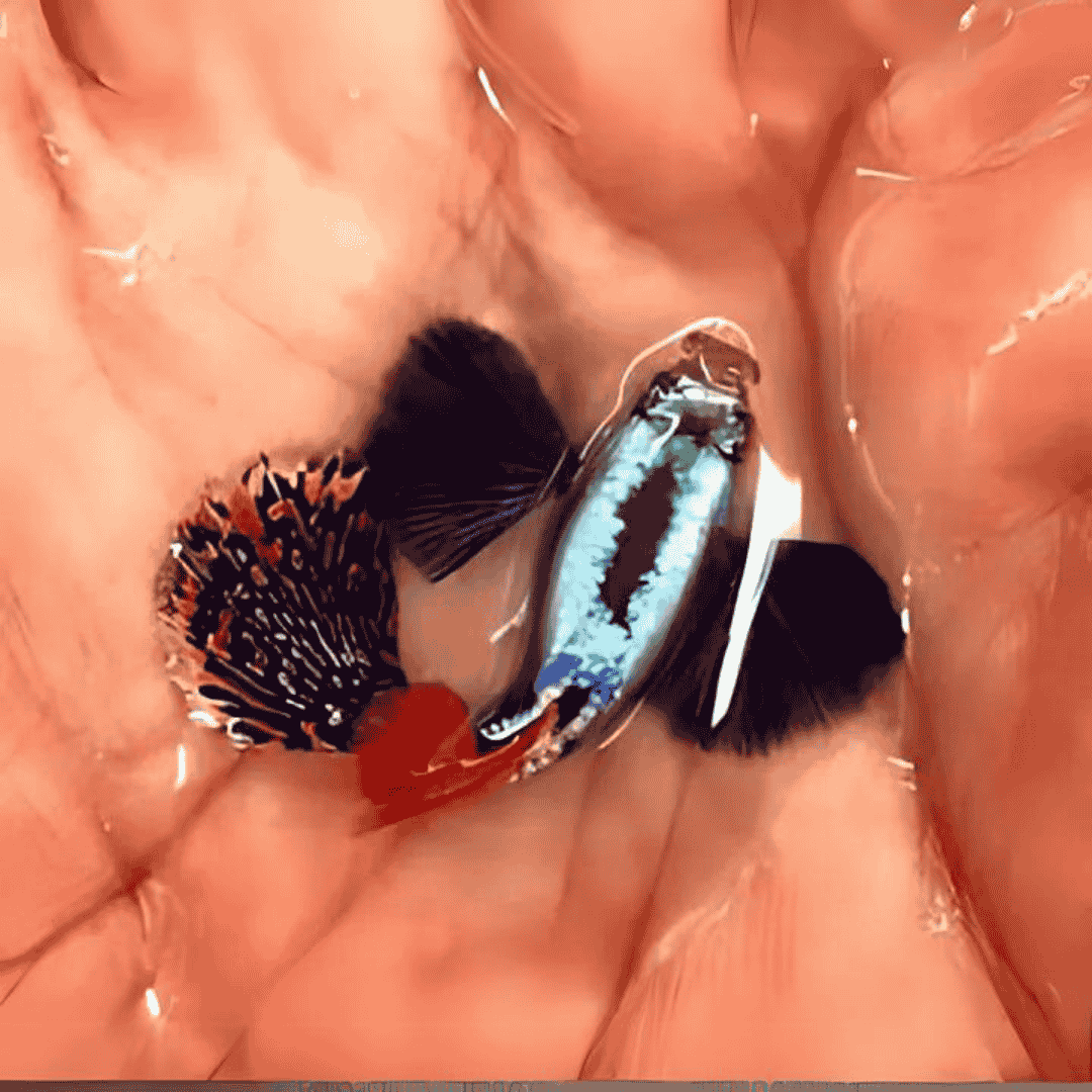 Guppy Dumbo Mosaic | Male & Female