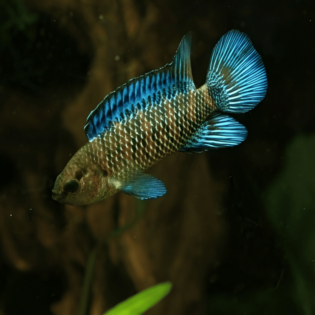 Dwarf Cichlid Badis Chameleon Blue (3 cms) | Single