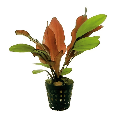 Echinodorus Joyo Red (Small pot) | Pot Live Plant