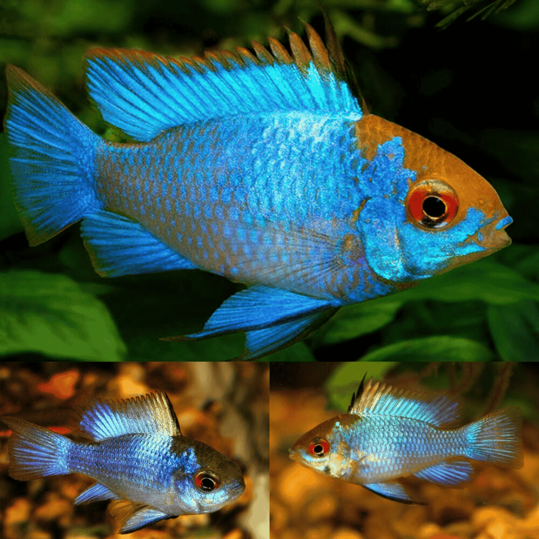 Ram Cichlid Electric Ramirezi (3-4 Cms) | Pair