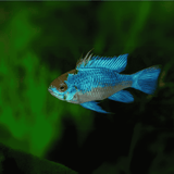 Ram Cichlid Electric Ramirezi (3-4 Cms) | Pair