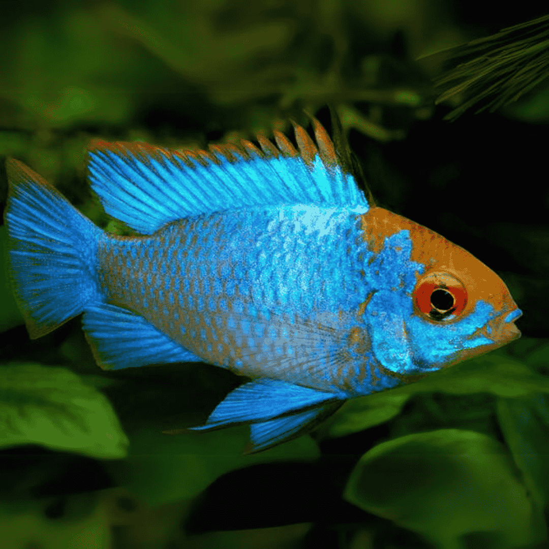 Ram Cichlid Electric Ramirezi (3-4 Cms) | Pair