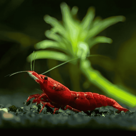 Shrimp Fire Red | Single