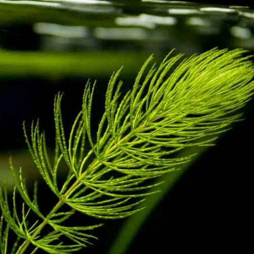 Foxtail Green Bunch Live Plant | Floating Plant