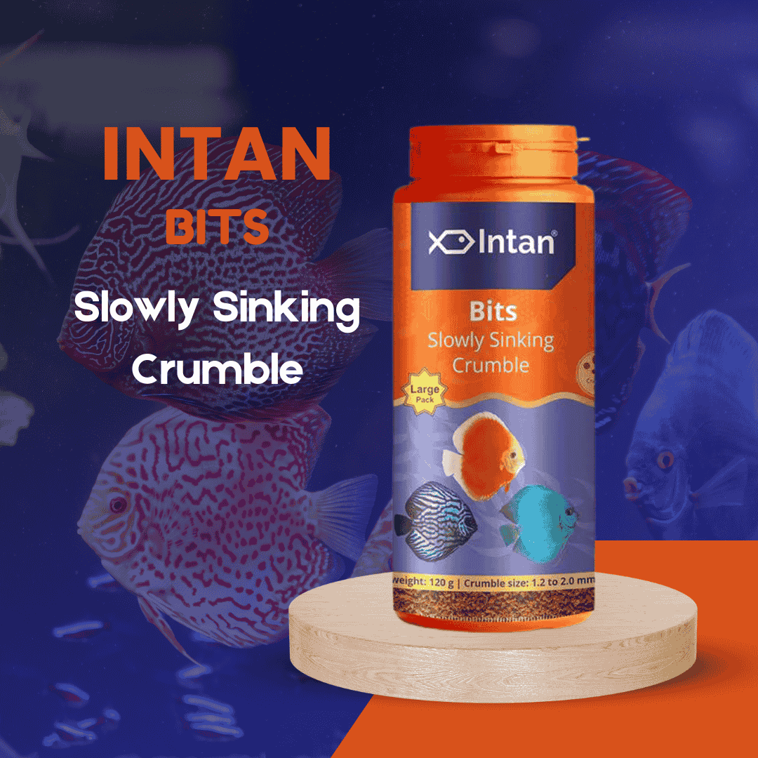 Food Intan Bits Slow Sinking Crumble Large 120gm