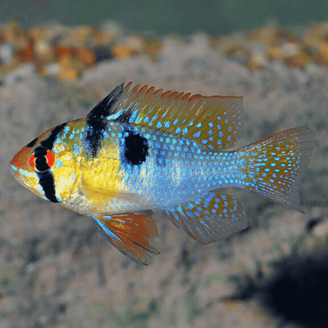 Ram Cichlid German Blue Ramirezi (3-4 Cms) | Pair