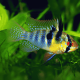 Ram Cichlid German Blue Ramirezi (3-4 Cms) | Pair