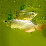 Golden Arowana Super High Back (7-8 Inches) With Certificate